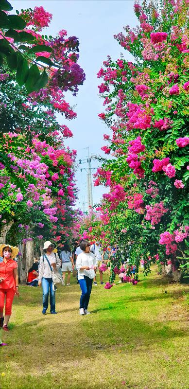 紫薇開花期|紫薇花盛開已近最後花期 賞花拍照錯過須再等明年